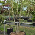 Magnolia 'Soulangeana' - 1