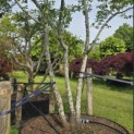 Amelanchier lamarckii - Foto 1