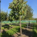 Magnolia acuminata - Foto 1