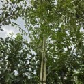 Aesculus x Arnoldiana 'Autumn Splendor' - 2