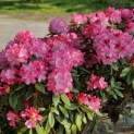 Rhododendron Yakusmani 'Marlis' - 5
