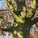 Fagus sylvatica - 2