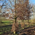 Fagus sylvatica - 4