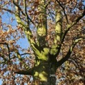 Fagus sylvatica - 3