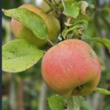 Malus domestica 'Rode Boskoop' - impressie foto goudreinet