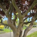 Acer palmatum 'Bloodgood' - Foto 1