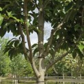 Magnolia 'Wada's Memory' - Foto 3