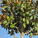 Magnolia grandiflora 'Galissonnière' - 3