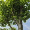 Platanus x Hispanica - 3