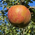 Malus domestica 'Rode Boskoop' - impressie foto goudreinet