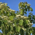 Cornus controversa - Foto 3