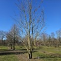 Acer campestre - 1