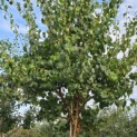 Syringa pekinensis 'China Snow' - Foto 7