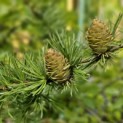 Larix kaempferi 'Diana' - zomer naalden