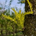 Gleditsia triacanthos 'Sunburst' - 4
