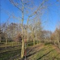 Salix x sepulcralis 'Chrysocoma' - 1