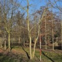 Salix x sepulcralis 'Chrysocoma' - 2