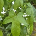 Liquidambar styraciflua - 3