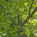 Tilia x europaea 'Pallida' - Foto 4
