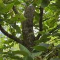 Carpinus betulus - 4