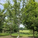 Malus domestica 'Rode Boskoop' - 2