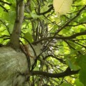 Carpinus betulus - Foto 10