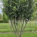 Prunus laur. Caucasica - Foto 1