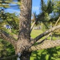 Pinus nigra 'Robusta' - 2