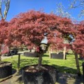 Acer palmatum 'Dissectum' - Foto 7