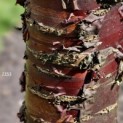 Prunus serrula - 4