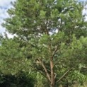 Pinus sylvestris - 1
