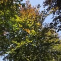 Fagus sylvatica 'Atropunicea' - 2