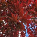 Acer palmatum 'Bloodgood' - 5