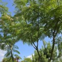 Albizia julibrissin - 2