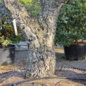 Quercus Suber - Foto 7