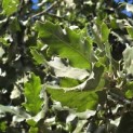 Quercus Ithaburensis 'Hemelrijk Silver. - 5
