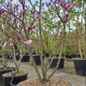 Magnolia 'Susan' - 3