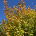 Acer palmatum 'Bi-hoo' - 1