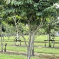 Parrotia persica - 2