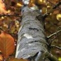 Fagus sylvatica 'Atropunicea' - 5