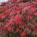 Acer palmatum 'Garnet' - Foto 3