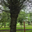 Salix Alba - Foto 2