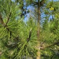Pinus nigra 'Nigra' - Foto 1