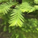 Metasequoia glyptostroboides - Foto 6