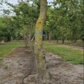 Carpinus Betulus - Foto 1