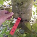Fagus sylvatica 'Atropunicea' - 1