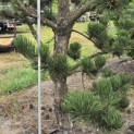 Pinus nigra Oregon Green - 3