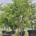 Acer carpinifolum - 2