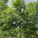 Amelanchier arborea 'Robin Hill' - Foto 1