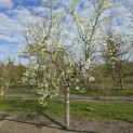 Prunus domestica Hauszwetsche - 2